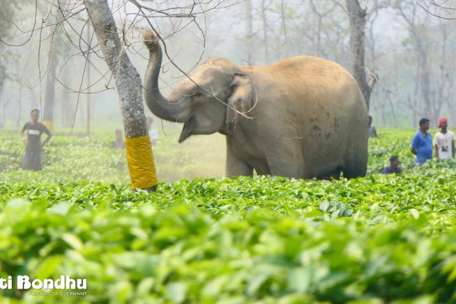 Hati Bondhu: Friends of Elephants